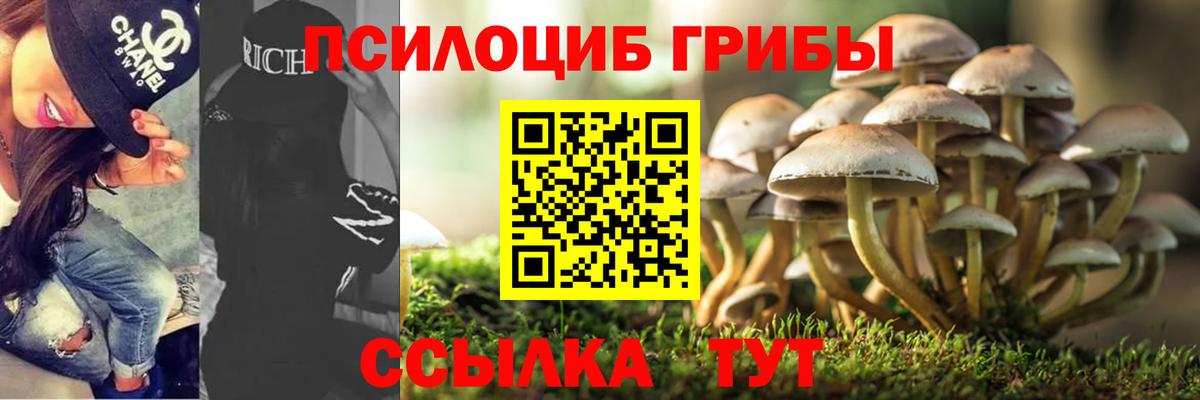 Галлюциногенные грибы Psilocybe Краснокаменск